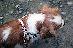 Flechtleinen von indilines in Handarbeit hergestellt. Suchen Sie eine individuell geflochtene oder geknüpfte Hundeleine, Halsband oder Hundegeschirr? Eine Hundeleine soll 2 m oder 3 m lang sein oder eine Handschlaufe haben?